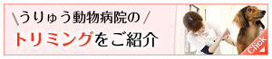 トリミングをご紹介