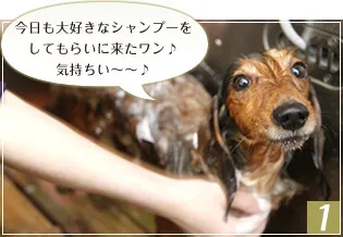 ある日のトリミングのご紹介