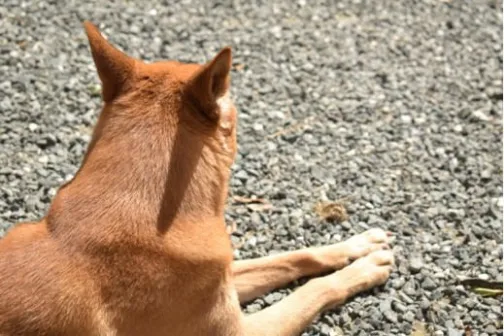 看護スタッフ 小林優里
